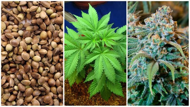 Cannabis Samen: Vom Hanfsamen zur Pflanze
