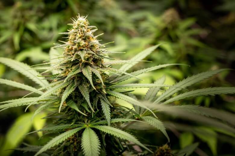 Cannabis Samen: Pflanze